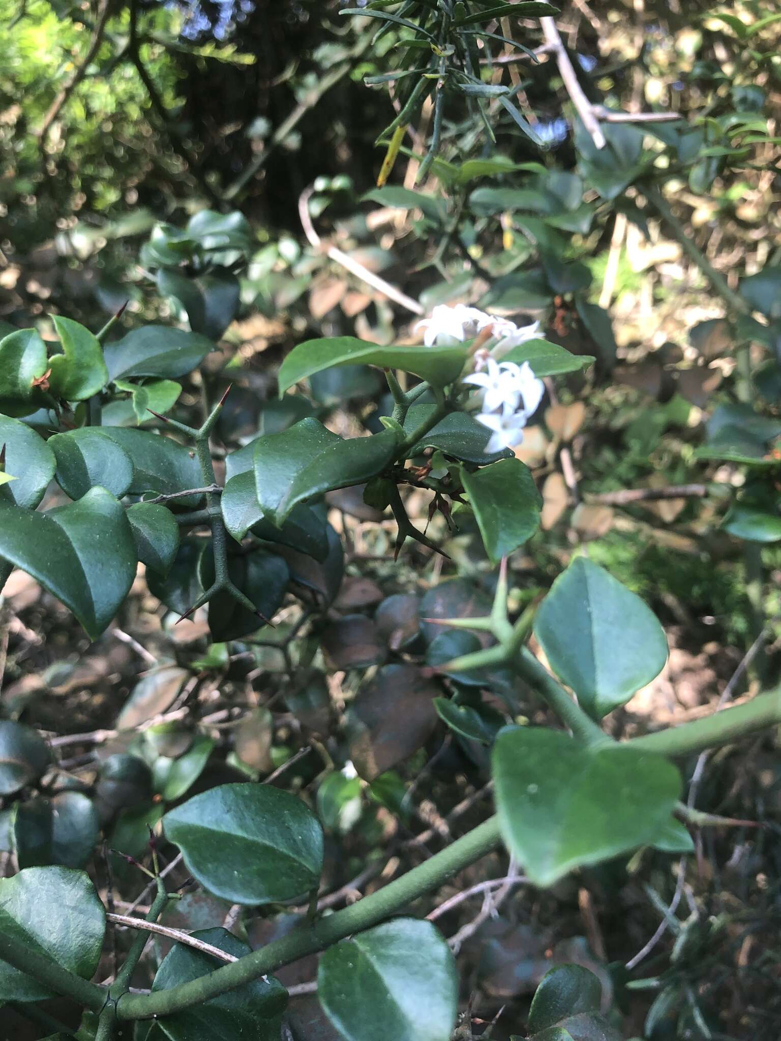 Image de Carissa bispinosa var. bispinosa