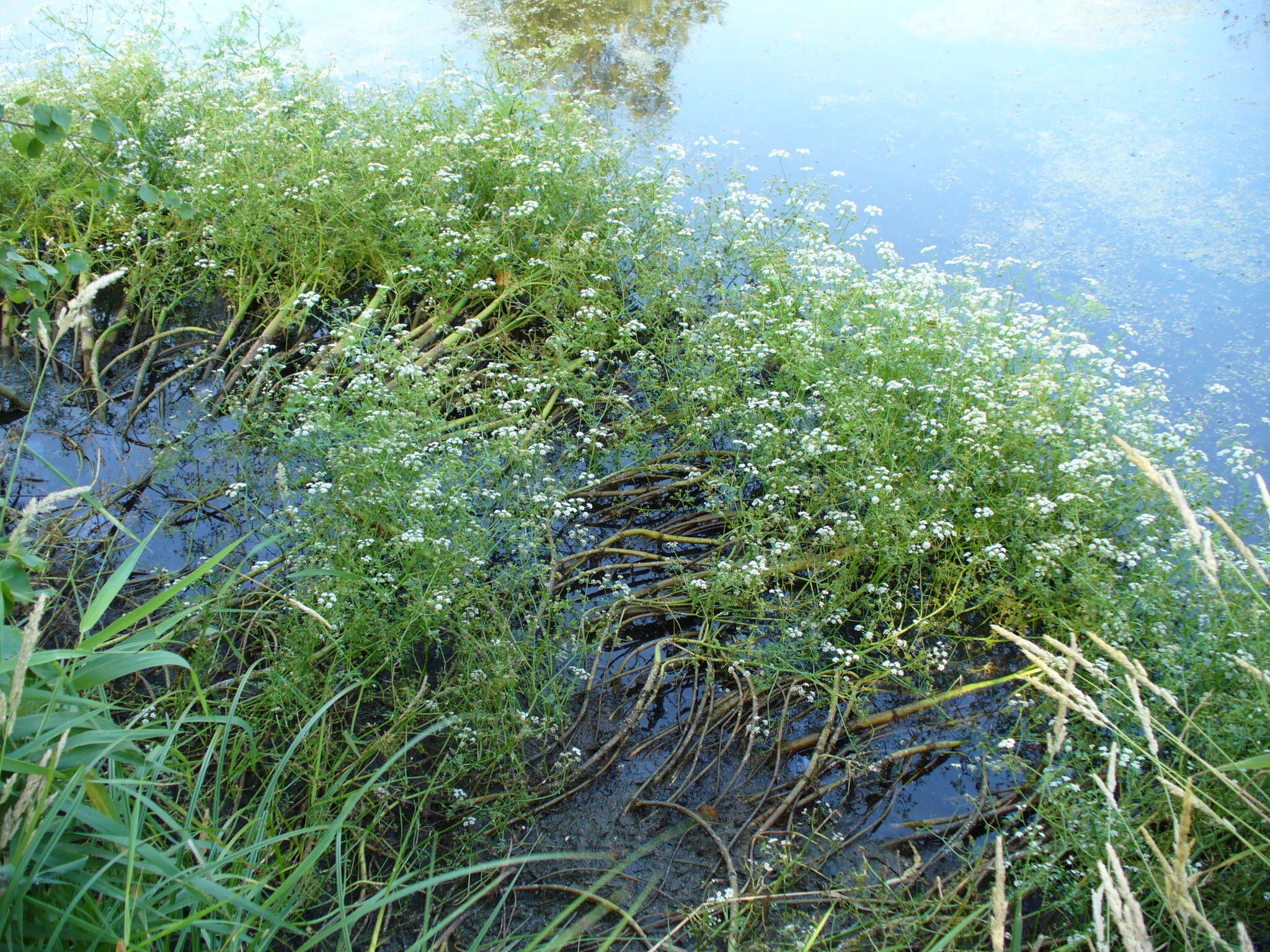 Image of Fine-leaved Water-dropwort