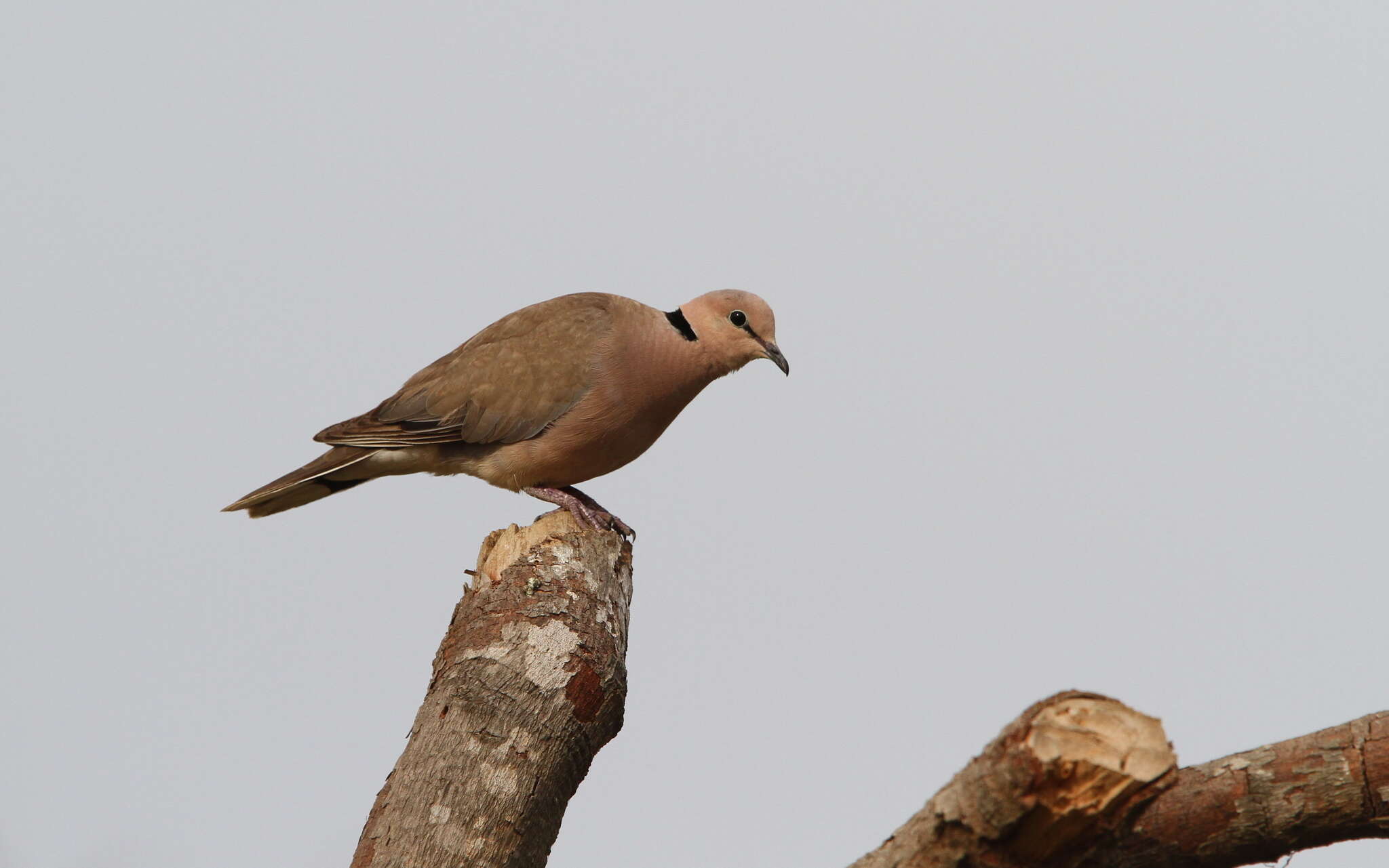 Image of Vinaceous Dove