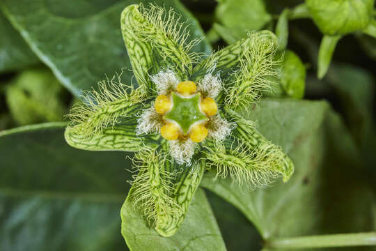 Image of Gonolobus barbatus Kunth