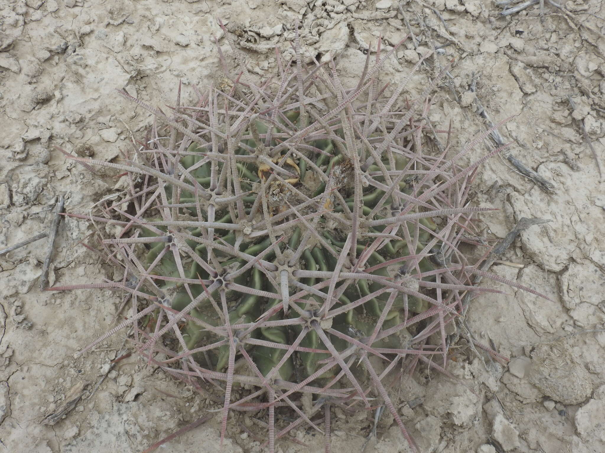 Image of Horse Crippler Cactus