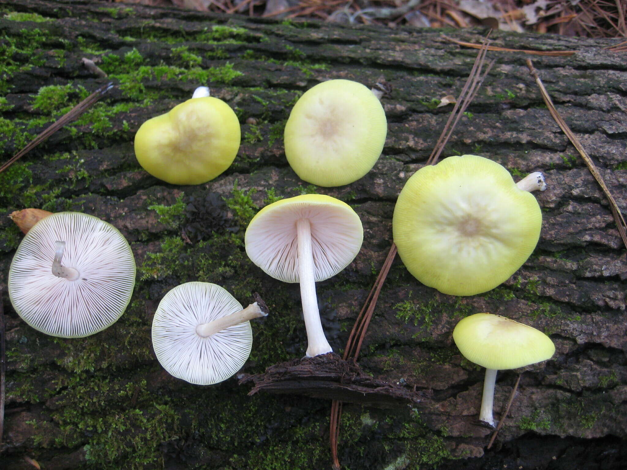 Image of Pluteus chrysaegis (Berk. & Broome) Petch 1912