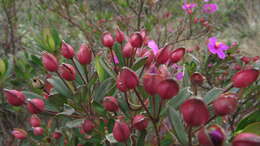 Слика од Bucquetia glutinosa (L. fil.) DC.