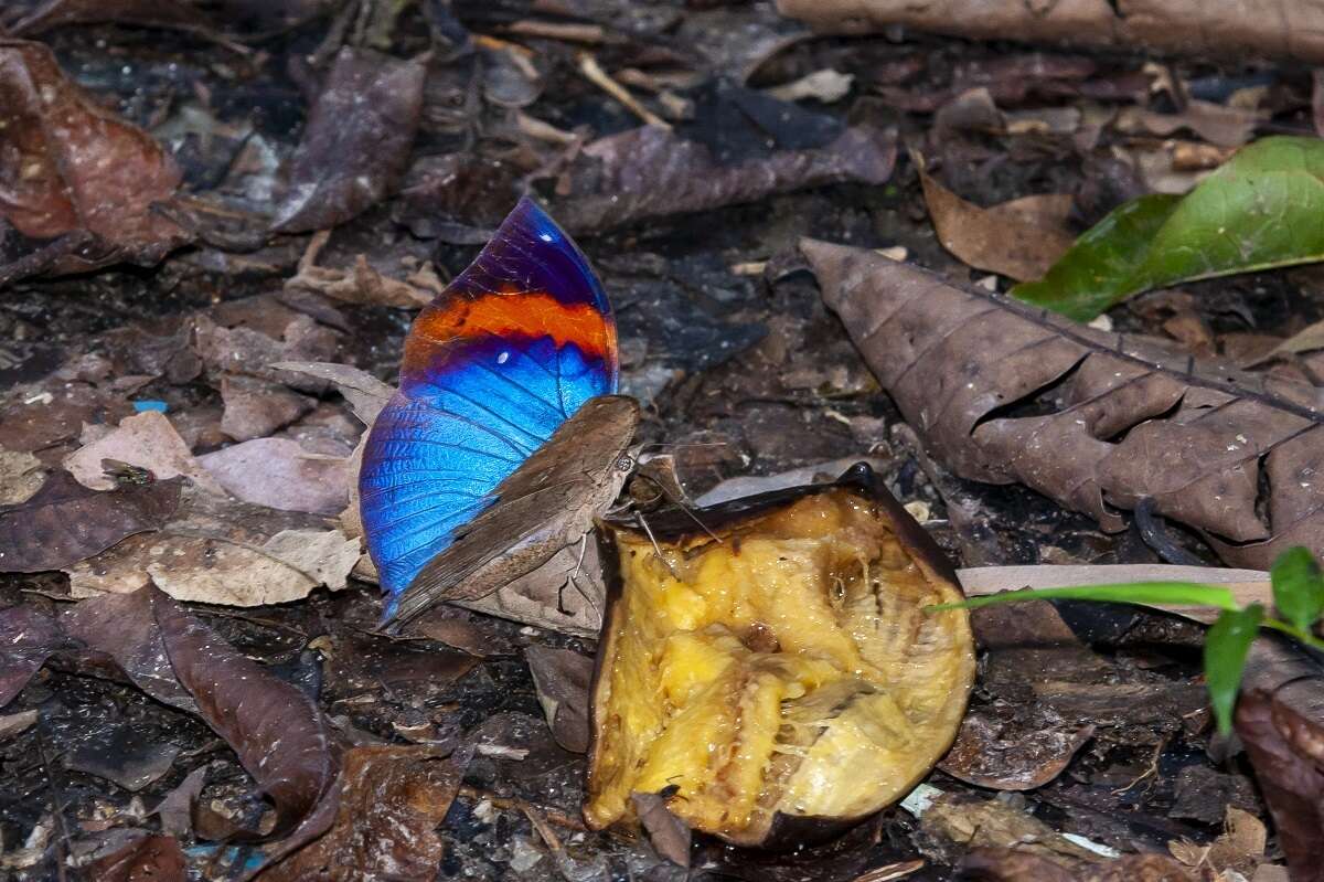 Image of Indian leafwing