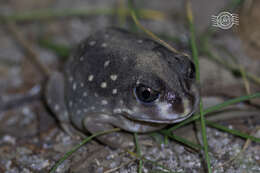 Image of Western Spotted Frog