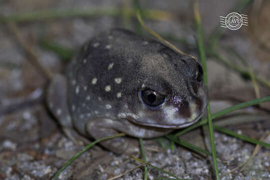 Image of Western Spotted Frog