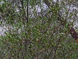 Sivun Beyeria lasiocarpa (F. Muell.) Müll. Arg. kuva