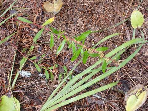 Image of hoary frostweed