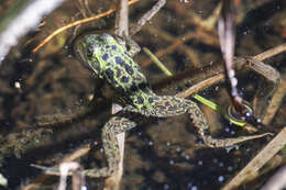 Image of Mink Frog