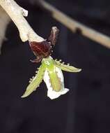 Image of Jatropha cordata (Ortega) Müll. Arg.