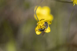 Image of Andrena caerulea Smith 1879