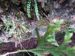 Image of Green Spleenwort