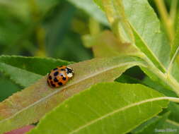 Image of Harlequin Ladybird