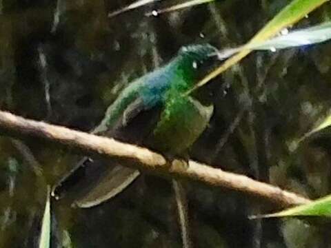 Image of Amethyst-throated Sunangel