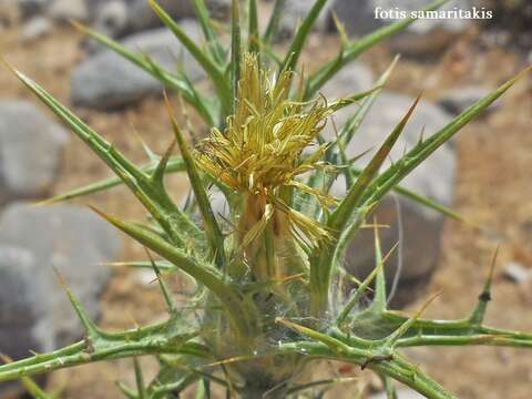 Image of woolly distaff thistle