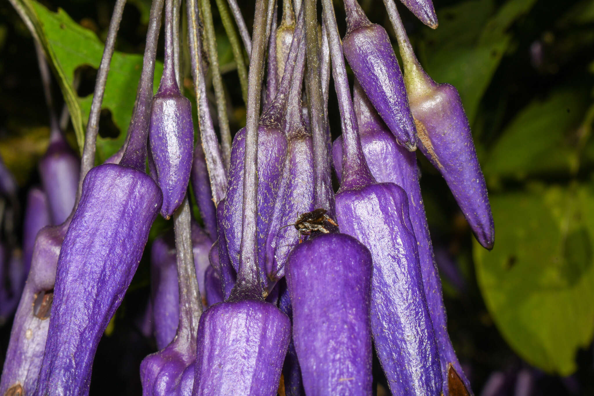 Слика од Iochroma calycina Benth.