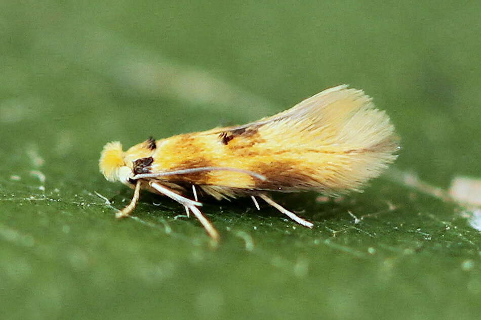 Bucculatrix thoracella Thunberg 1794 resmi