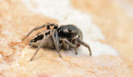 صورة Habronattus borealis (Banks 1895)