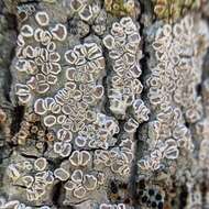 Imagem de Lecanora subpallens