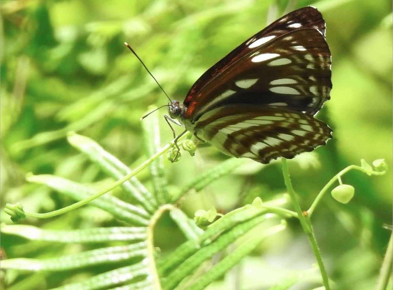 Phaedyma columella Cramer 1782 resmi