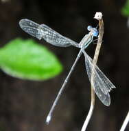 Imagem de Lestes virgatus (Burmeister 1839)