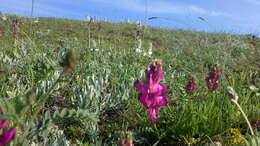 Image de Hedysarum tauricum Willd.