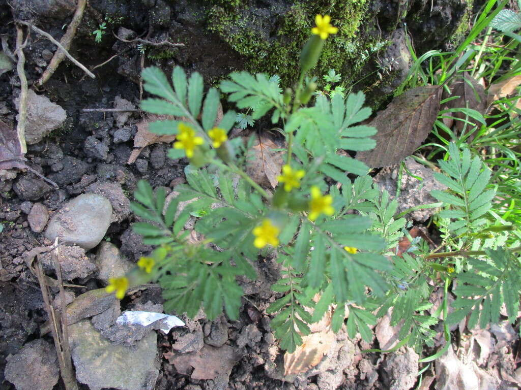 Слика од Tagetes foetidissima Hort. ex DC.