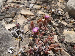 Image of Delosperma mariae L. Bol.