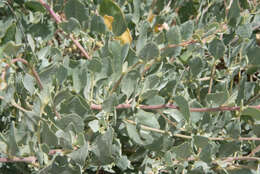 Image of saltbush