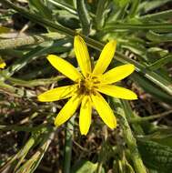 Image of Scorzonera mollis subsp. mollis