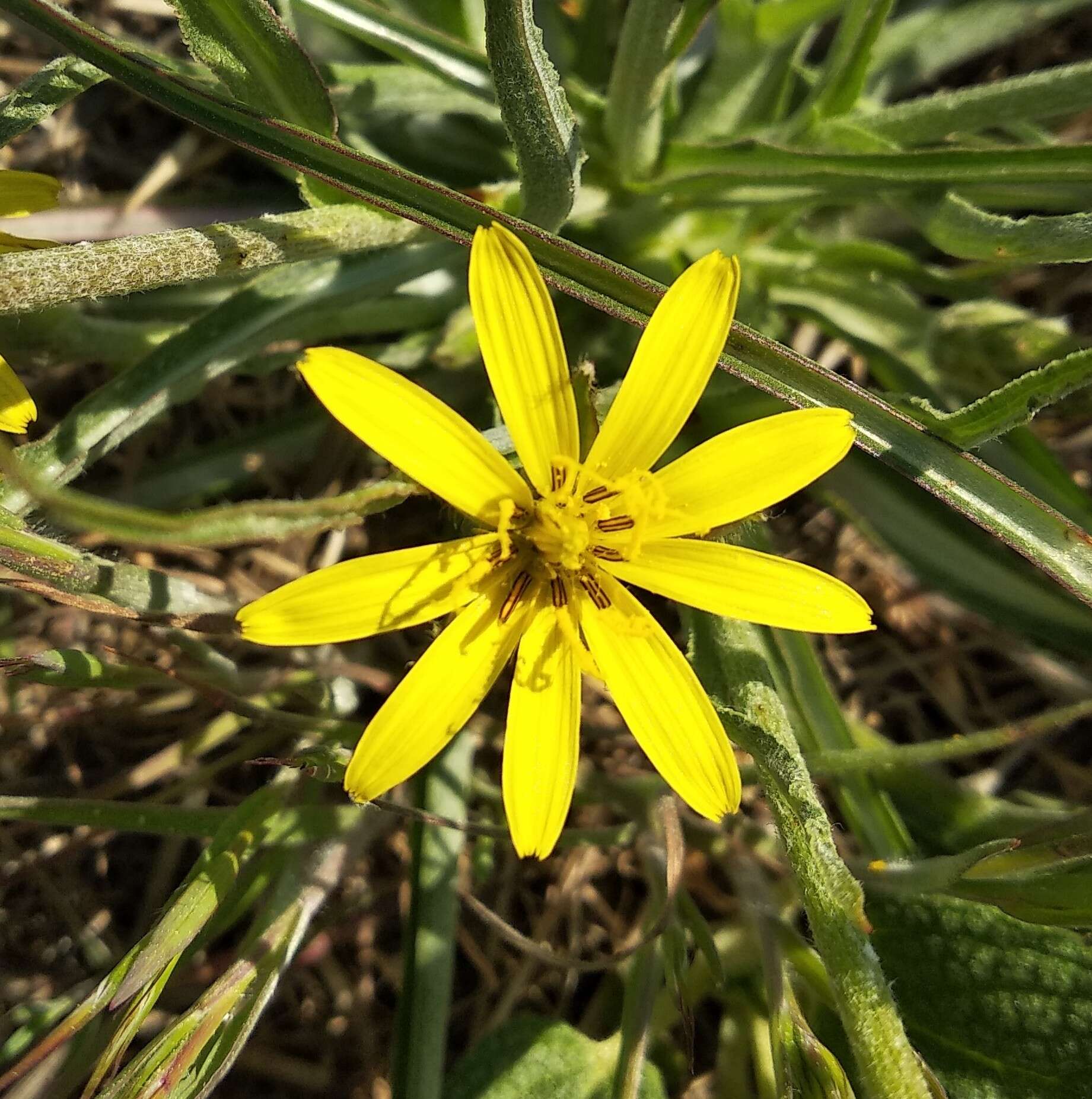 Image of Scorzonera mollis subsp. mollis