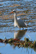 Image of Ardea intermedia plumifera (Gould 1848)