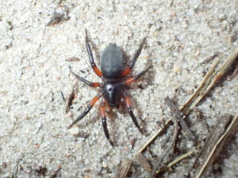 صورة Gnaphosa bicolor (Hahn 1833)