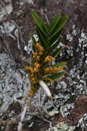 Image de Tridactyle bicaudata subsp. rupestris H. P. Linder