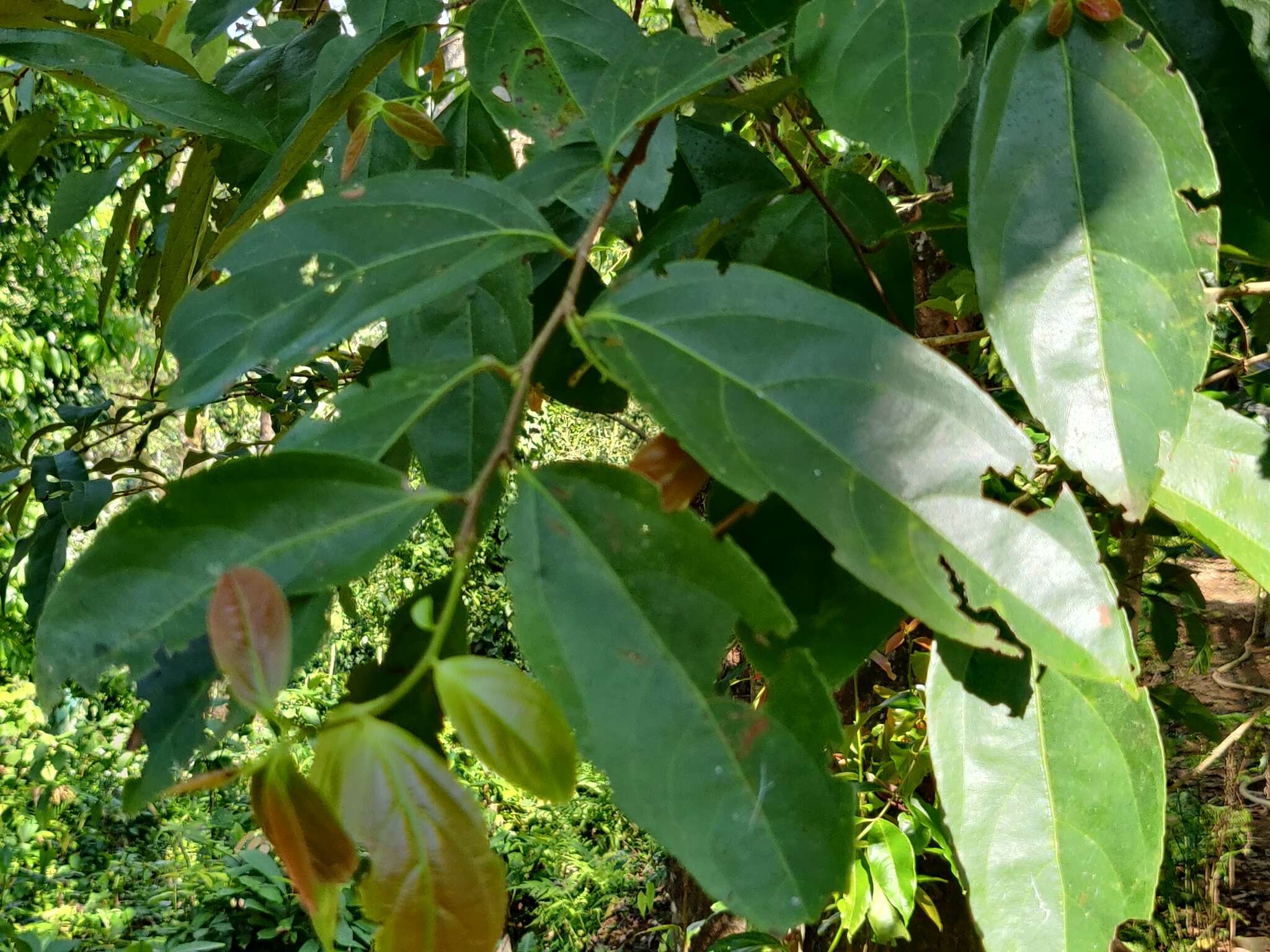 Image of Flacourtia montana J. Grah.