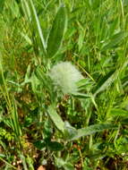 Image of woollyhead clover