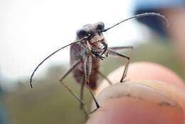 Plancia ëd Cicindela (Cicindelidia) trifasciata sigmoidea Le Conte 1851