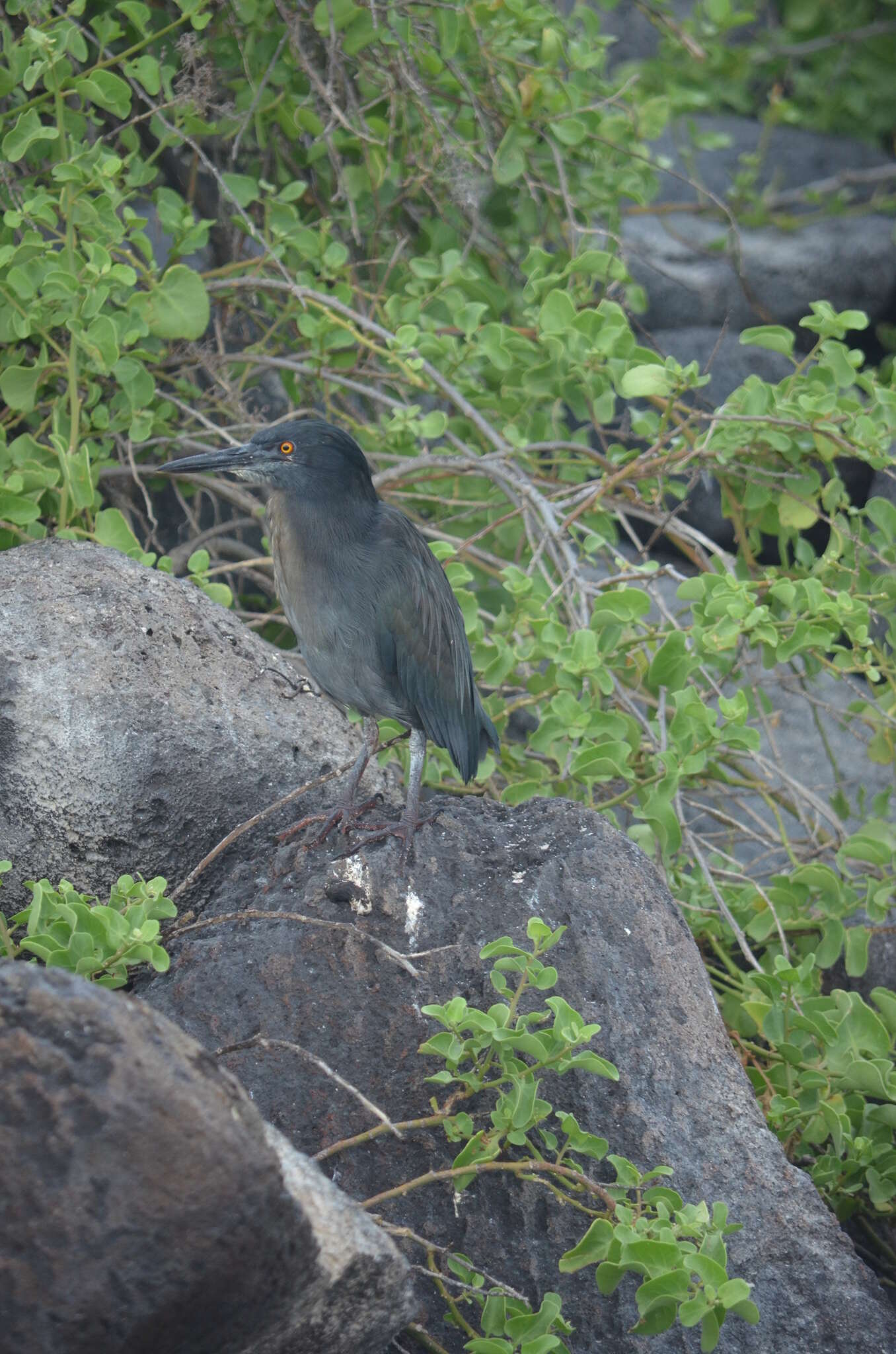 Image of <i>Butorides striata sundevalli</i>