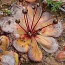 Image of Drosera monantha (Lowrie & Carlquist) Lowrie