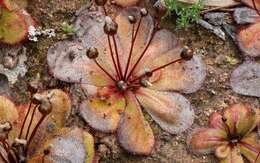 Слика од Drosera monantha (Lowrie & Carlquist) Lowrie