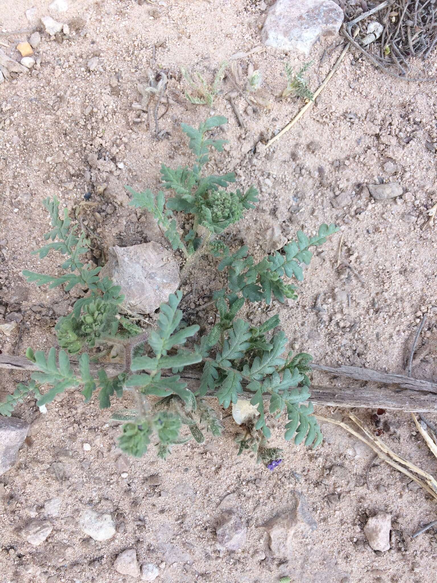 Image of Pope's phacelia