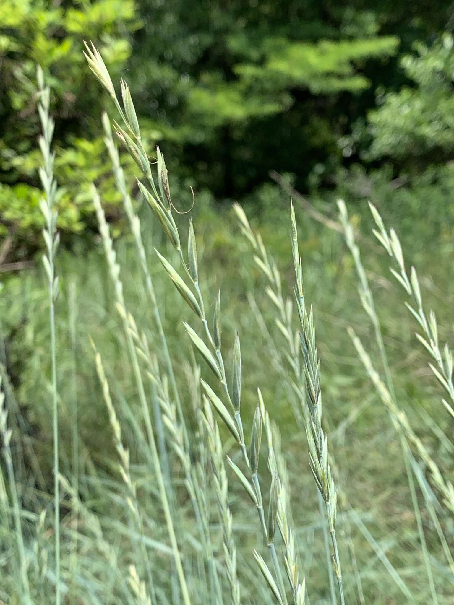 Elymus smithii (Rydb.) Gould的圖片