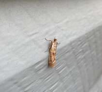 Image of Ponderosa Pine Coneworm Moth