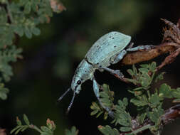 Image of Ericydeus forreri Champion 1911