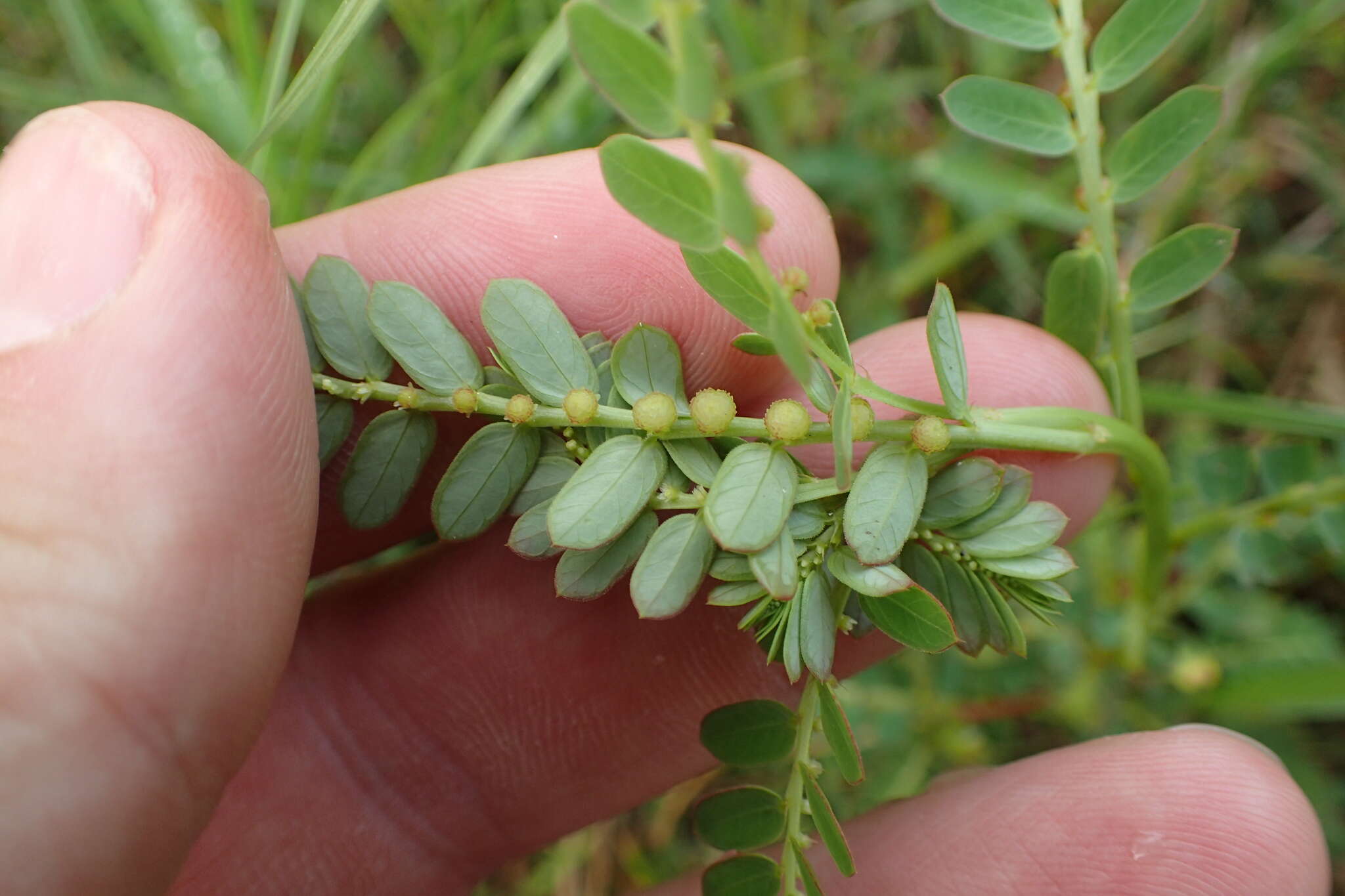 Imagem de Phyllanthus urinaria L.