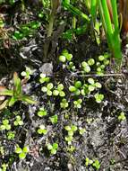 Image of Hydrocotyle tripartita var. hydrophila (Petrie) Cheesem.