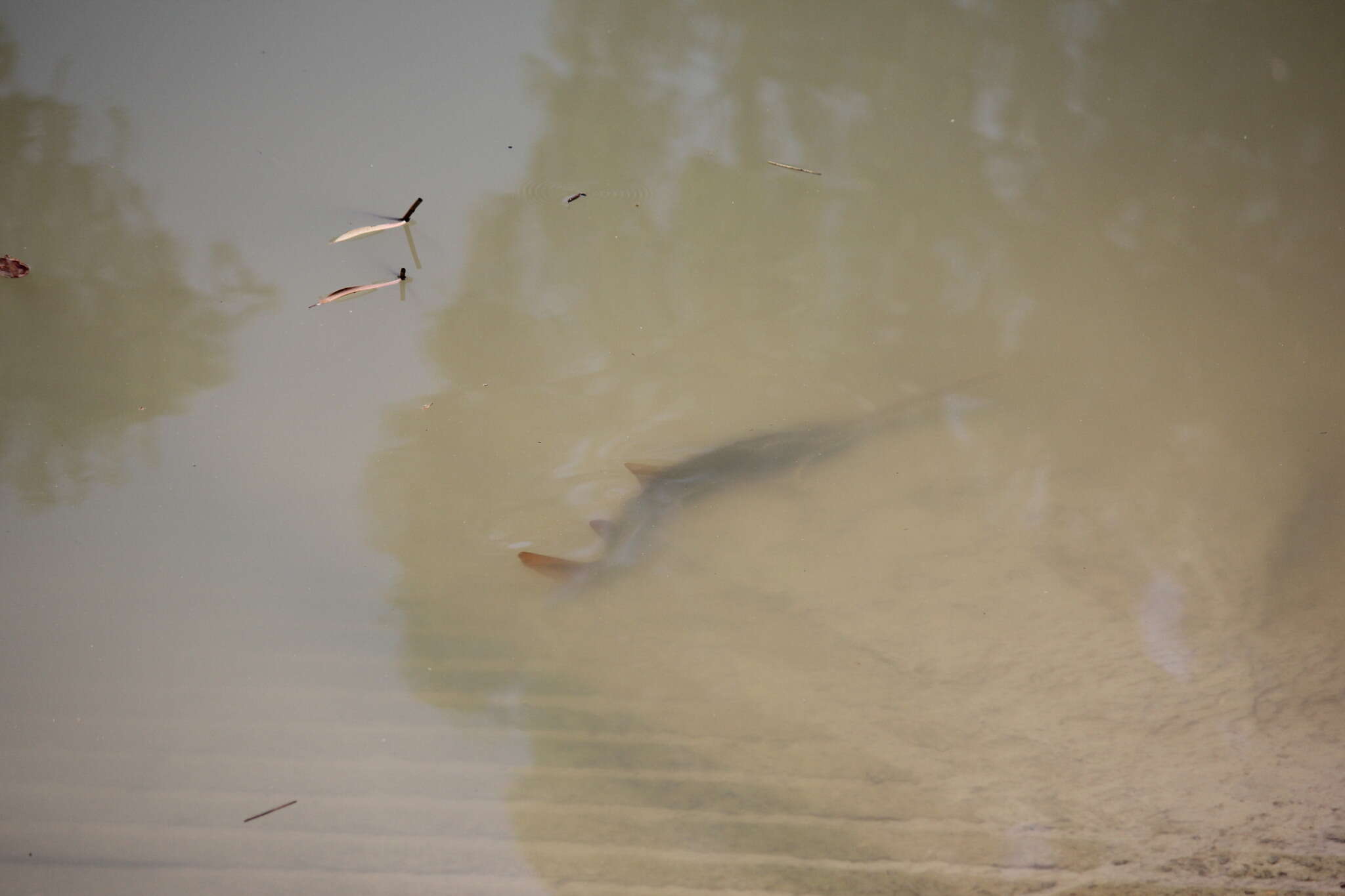 Image of Common sawfish