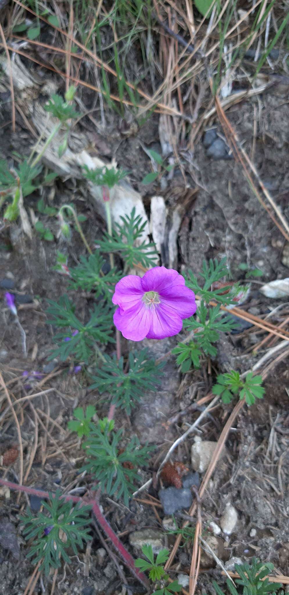 Image of Geranium potentillifolium DC.