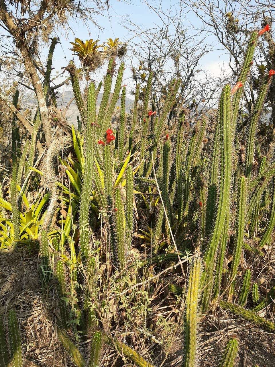 Image of Cleistocactus sepium (Kunth) F. A. C. Weber