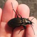 Carabus (Ctenocarabus) melancholicus costatus Germar 1824 resmi